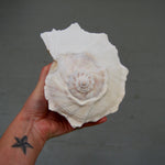 Left Handed Florida Whelk Seashell Natural White Sea Shell Curiosity Cabinet Decor