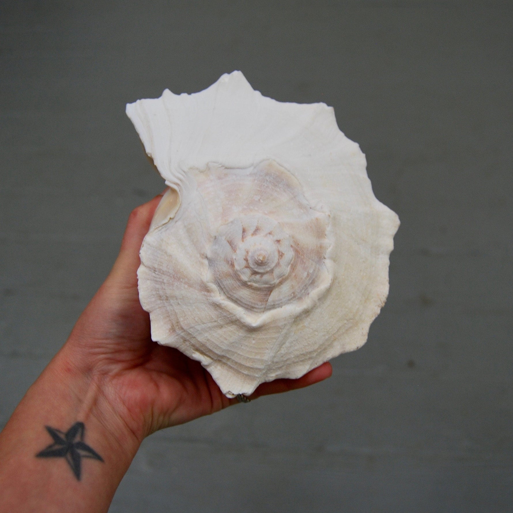 Left Handed Florida Whelk Seashell Natural White Sea Shell Curiosity Cabinet Decor