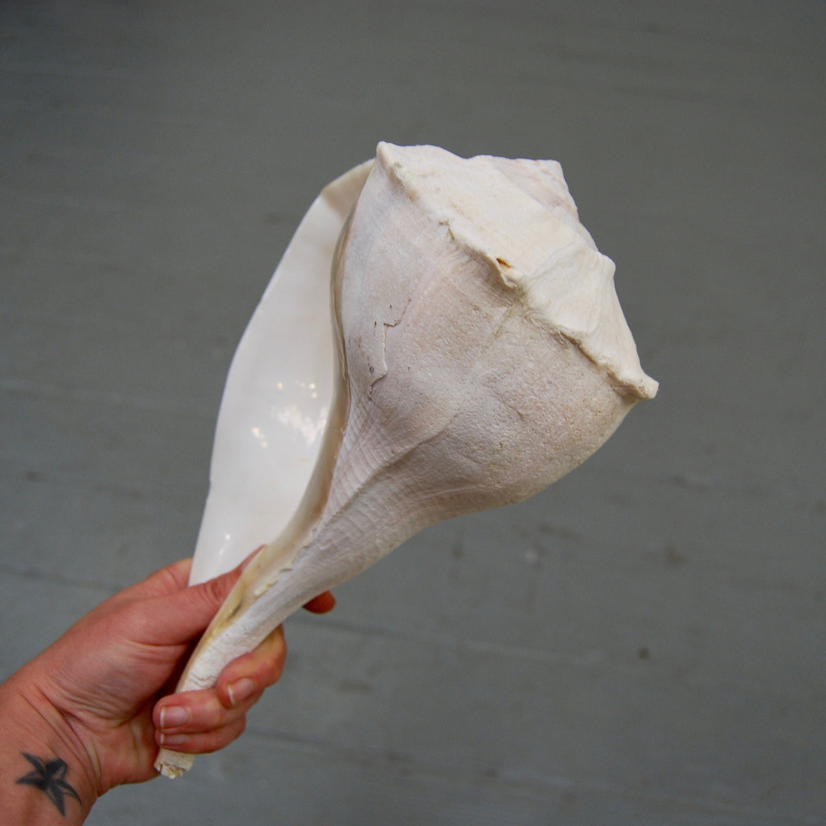 Left Handed Florida Whelk Seashell Natural White Sea Shell Curiosity Cabinet Decor