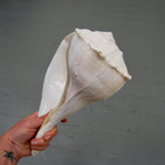 Left Handed Florida Whelk Seashell Natural White Sea Shell Curiosity Cabinet Decor