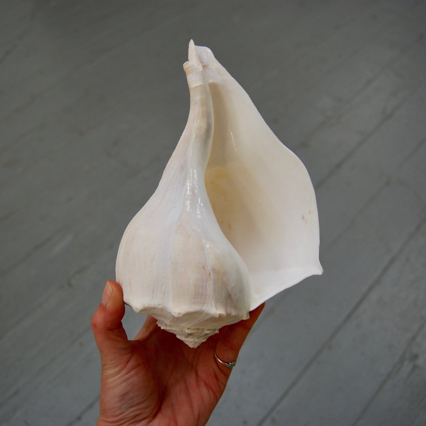 Left Handed Florida Whelk Seashell Natural White Sea Shell Curiosity Cabinet Decor