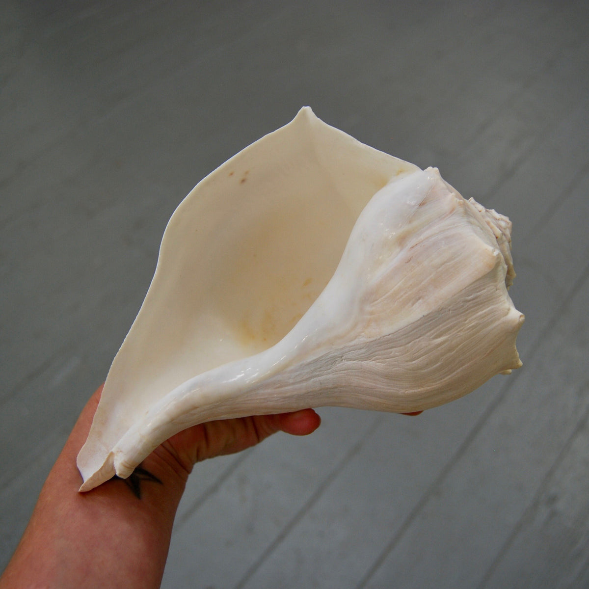 Left Handed Florida Whelk Seashell Natural White Sea Shell Curiosity Cabinet Decor