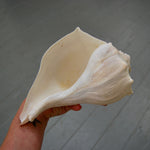 Left Handed Florida Whelk Seashell Natural White Sea Shell Curiosity Cabinet Decor