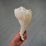 Left Handed Florida Whelk Seashell Natural White Sea Shell Curiosity Cabinet Decor