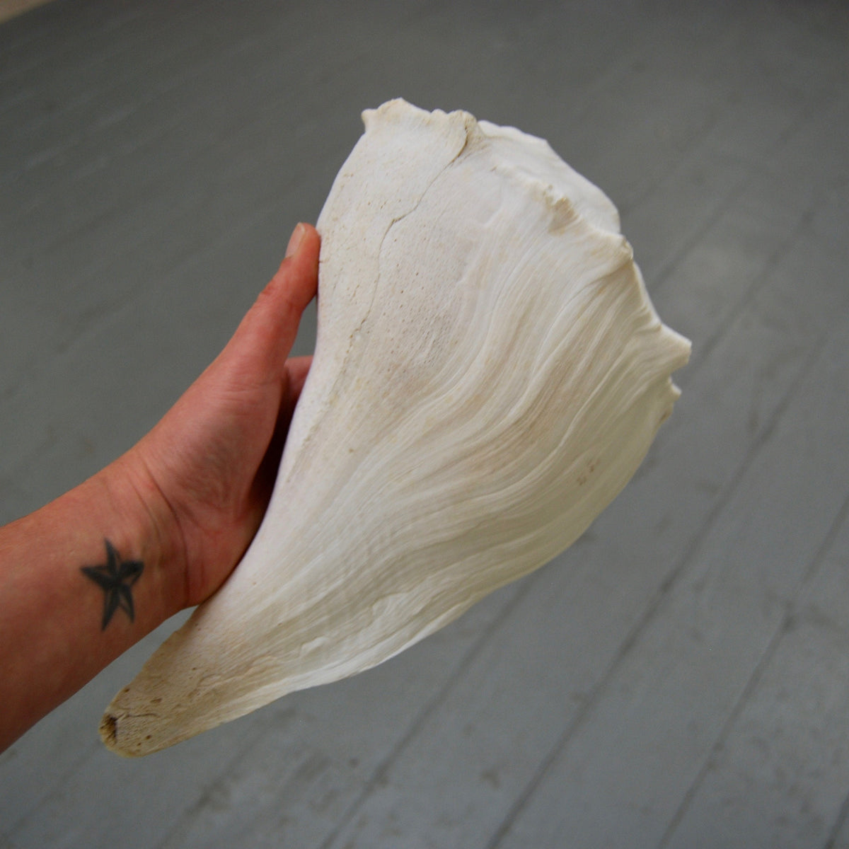 Left Handed Florida Whelk Seashell Natural White Sea Shell Curiosity Cabinet Decor