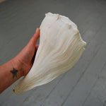 Left Handed Florida Whelk Seashell Natural White Sea Shell Curiosity Cabinet Decor