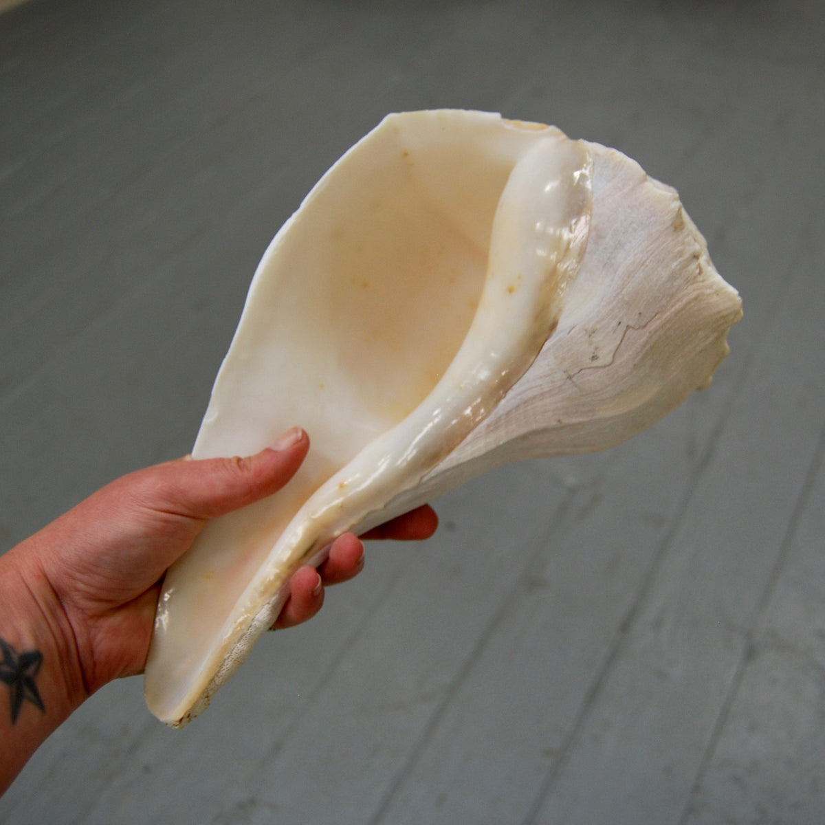Left Handed Florida Whelk Seashell Natural White Sea Shell Curiosity Cabinet Decor