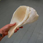 Left Handed Florida Whelk Seashell Natural White Sea Shell Curiosity Cabinet Decor