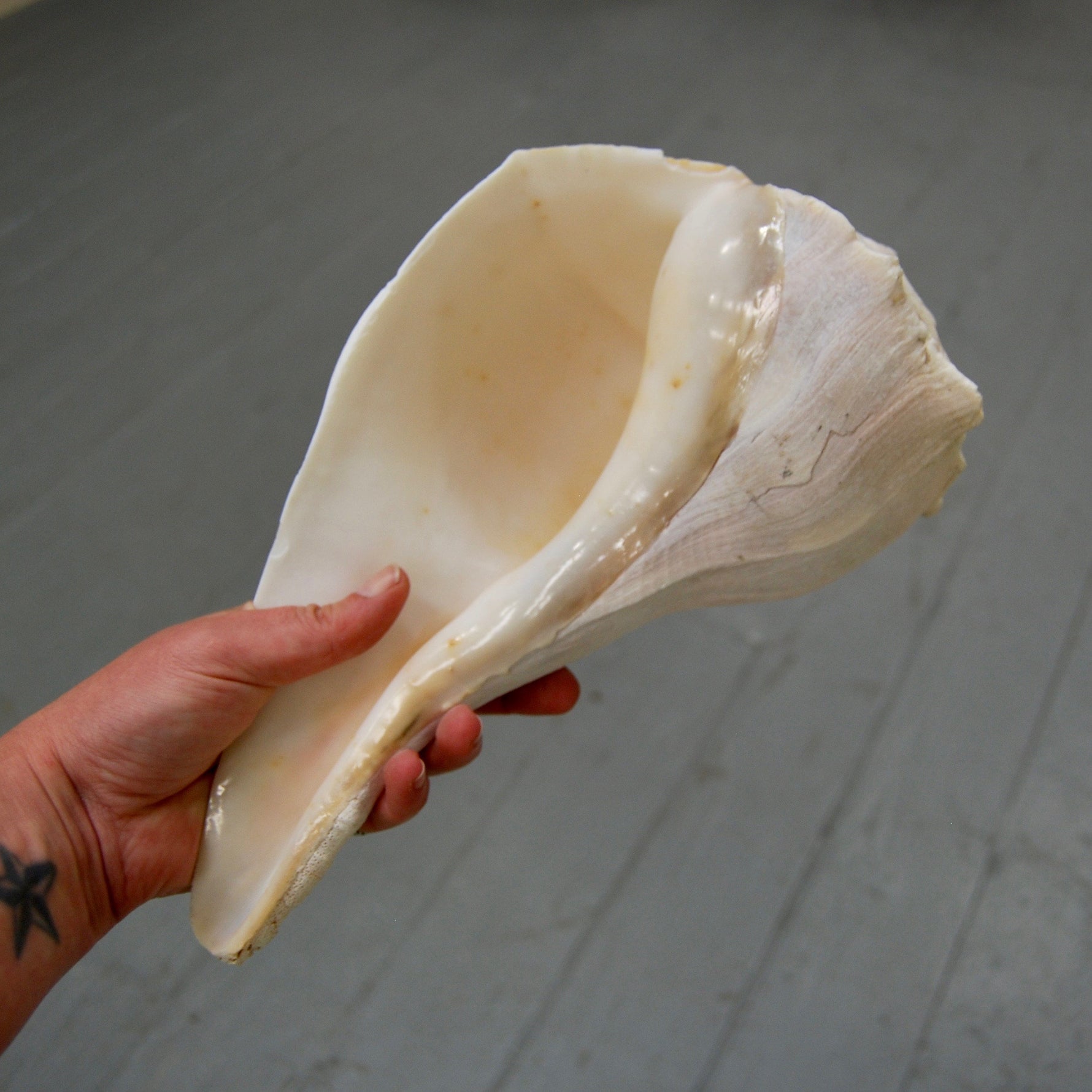 Left Handed Florida Whelk Seashell Natural White Sea Shell Curiosity Cabinet Decor