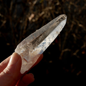 DT ET Colombian Lemurian Seed Quartz Crystal