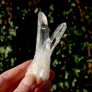 Lemurian Seed Quartz Crystal Cluster