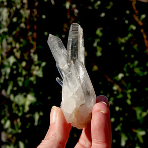 Lemurian Seed Quartz Crystal Cluster