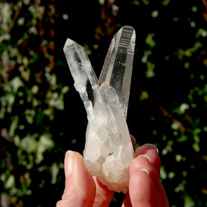 Lemurian Seed Quartz Crystal Cluster