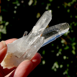 Lemurian Seed Quartz Crystal Cluster