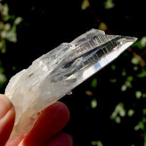 Lemurian Seed Quartz Crystal Cluster