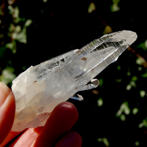 Lemurian Seed Quartz Crystal Cluster