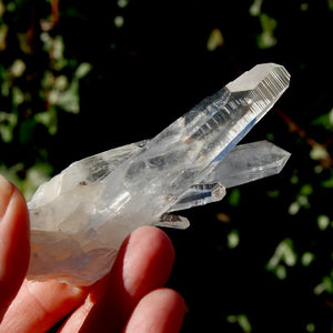 Lemurian Seed Quartz Crystal Cluster