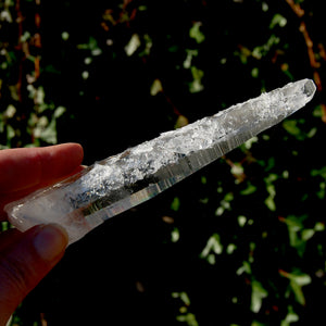 Trigonic Record Keeper Lemurian Seed Quartz Crystal