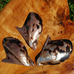 Polished Brown Lip Oyster Shell 4-5 inch Mother of Pearl Decor