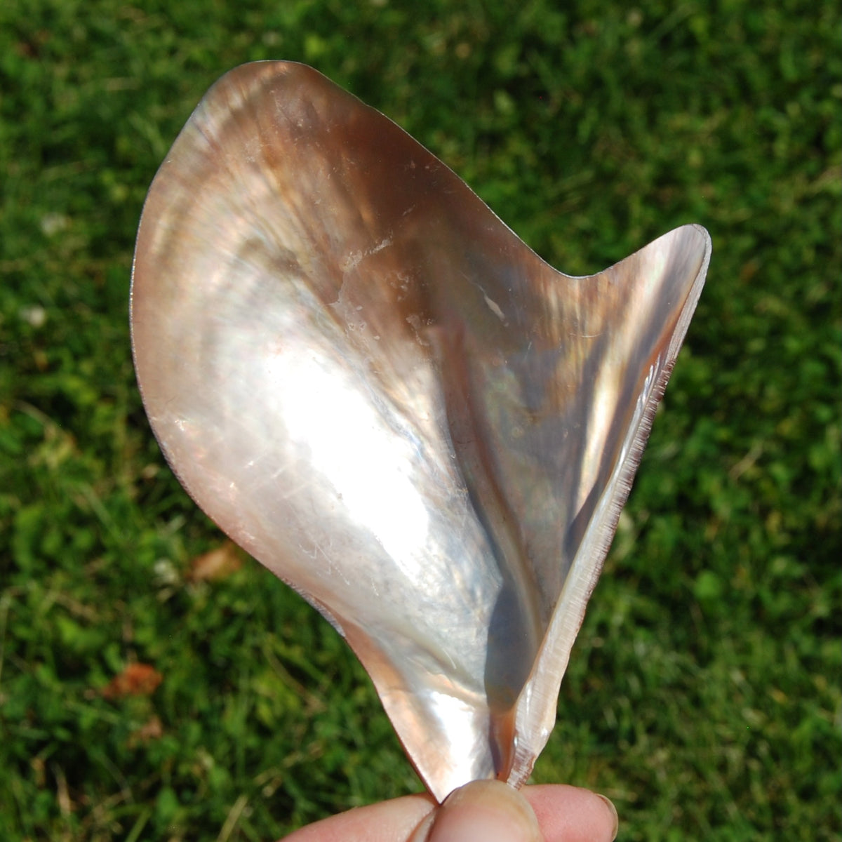 Polished Brown Lip Oyster Shell 4-5 inch Mother of Pearl Decor