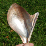 Polished Brown Lip Oyster Shell 4-5 inch Mother of Pearl Decor