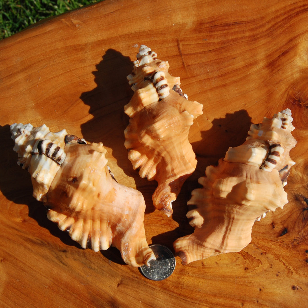 Black Spotted Triton Shell, 4.5-5in Cymatium lotorium Seashell Beach Decor