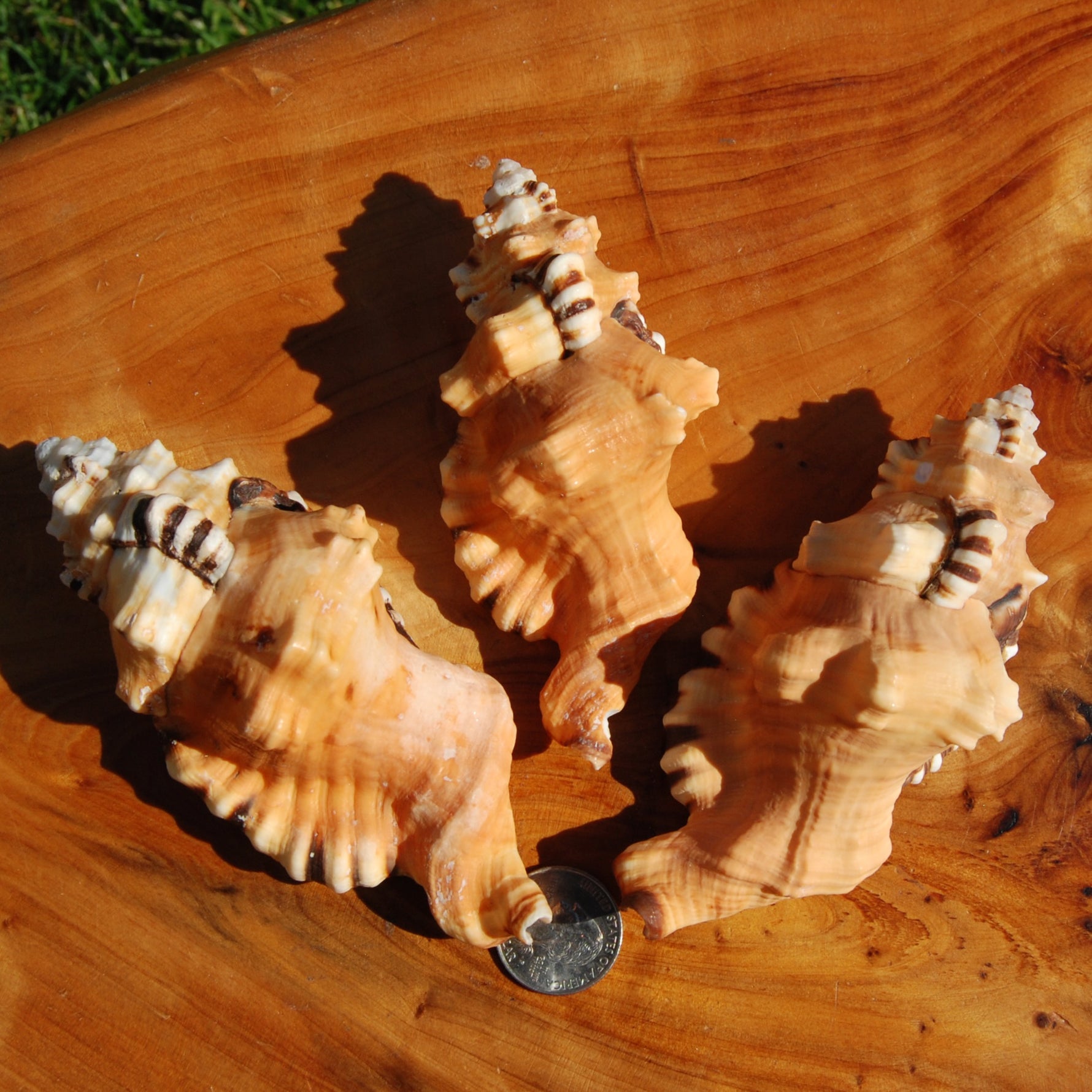 Black Spotted Triton Shell, 4.5-5in Cymatium lotorium Seashell Beach Decor