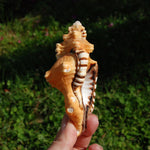 Black Spotted Triton Shell, 4.5-5in Cymatium lotorium Seashell Beach Decor