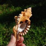 Black Spotted Triton Shell, 4.5-5in Cymatium lotorium Seashell Beach Decor
