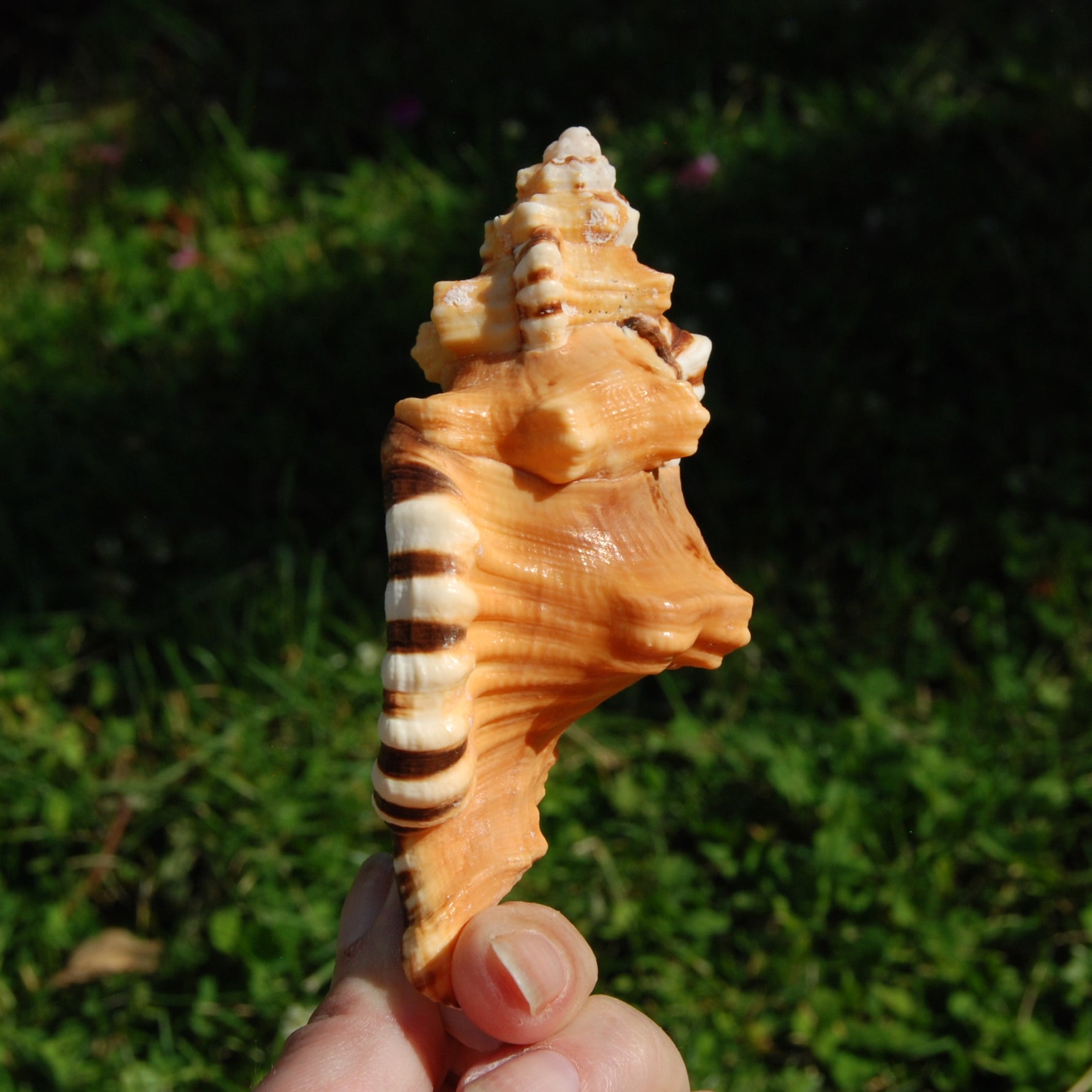 Black Spotted Triton Shell, 4.5-5in Cymatium lotorium Seashell Beach Decor