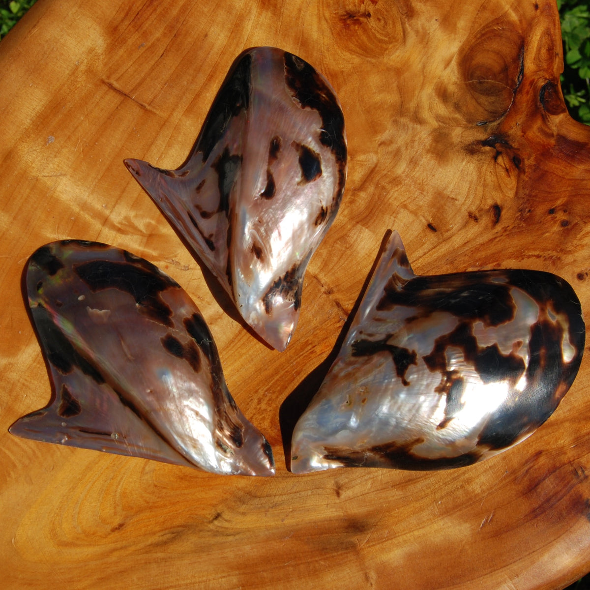 Polished Brown Lip Oyster Shell 4-5 inch Mother of Pearl Decor
