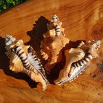 Black Spotted Triton Shell, 4.5-5in Cymatium lotorium Seashell Beach Decor