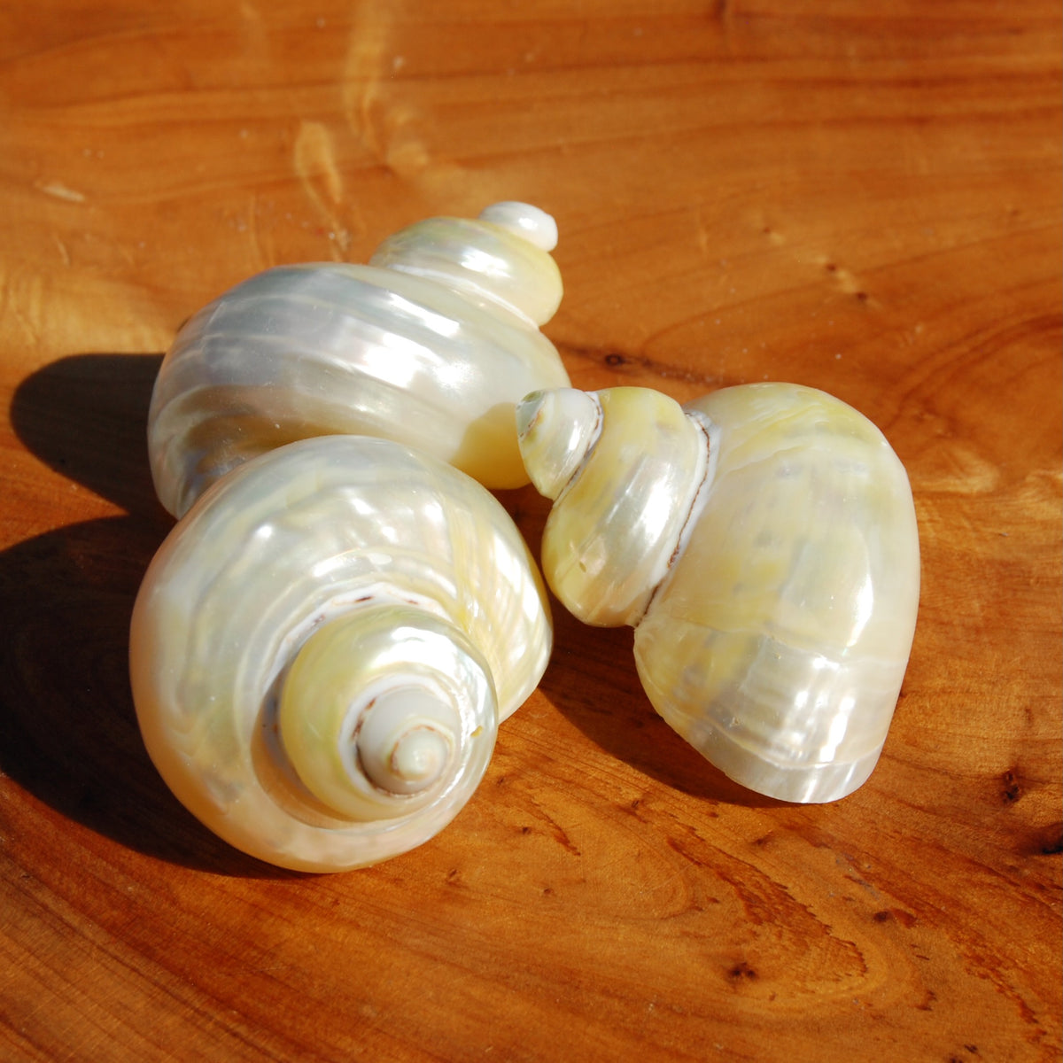 Pearlized Goldmouth Turbo Shell Seashell
