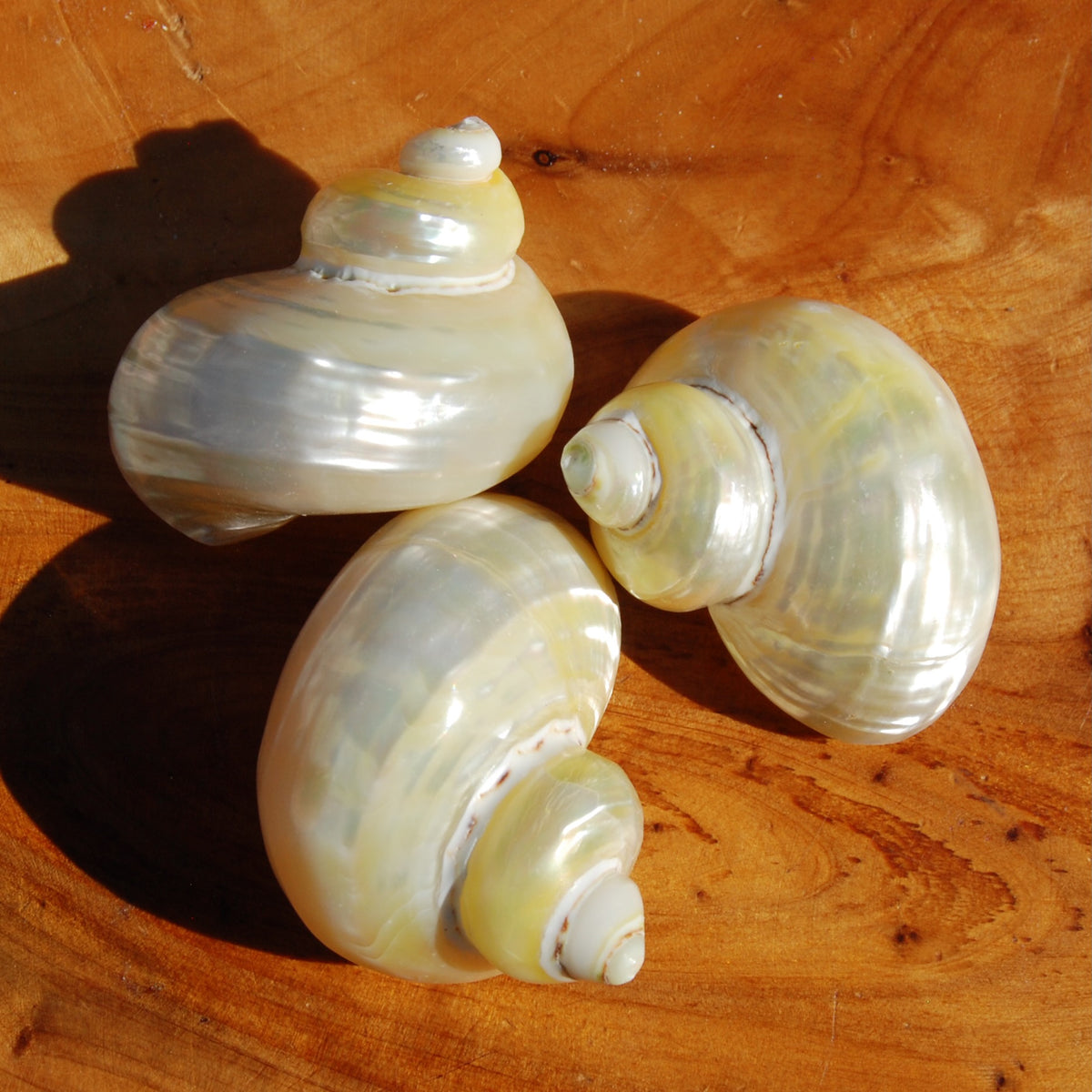 Pearlized Goldmouth Turbo Shell Seashell