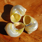 Pearlized Goldmouth Turbo Shell Seashell