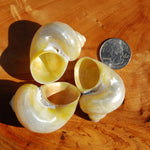 Pearlized Goldmouth Turbo Shell Seashell