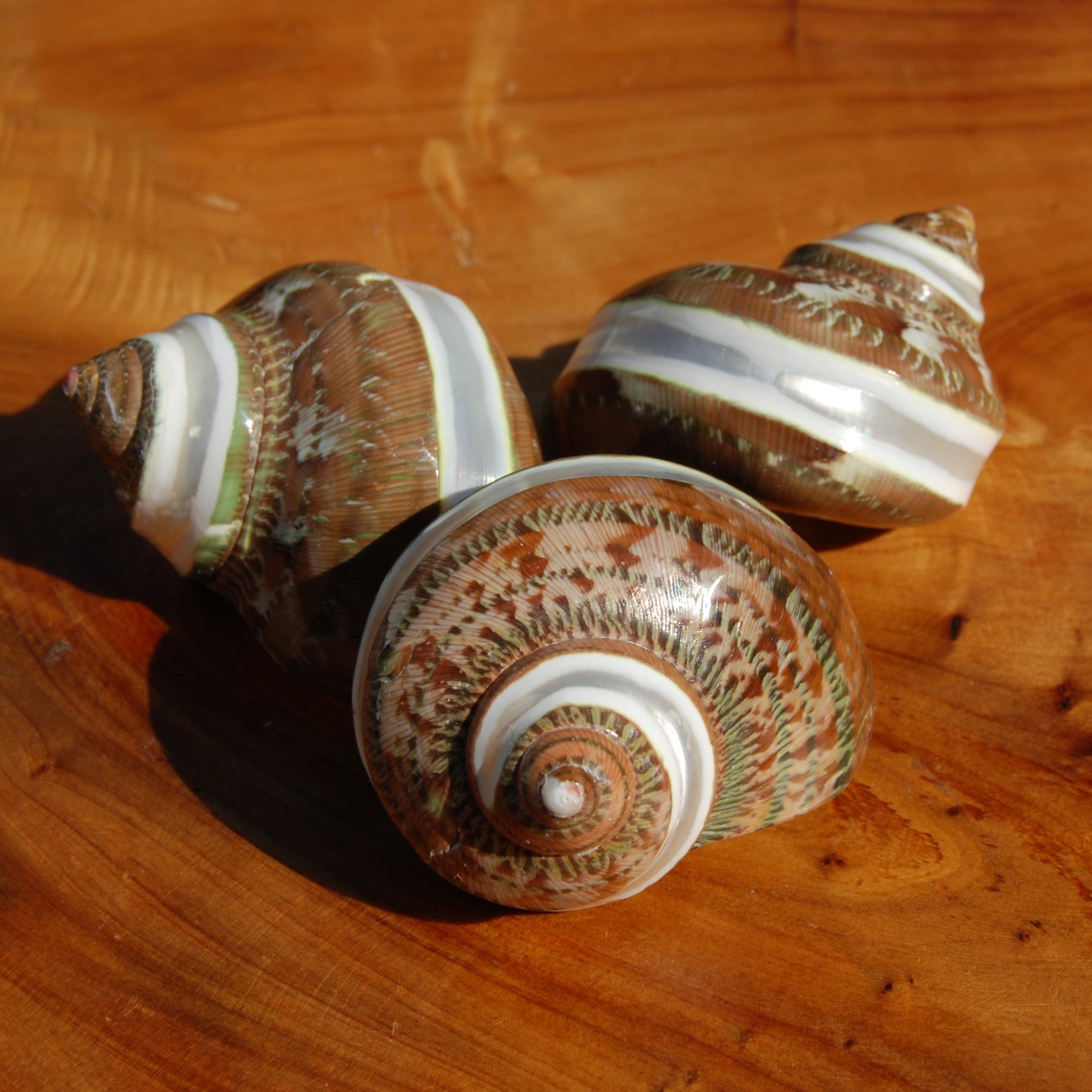 Banded Tapestry Turbo Shell 2-2.5in Mother of Pearl Shell