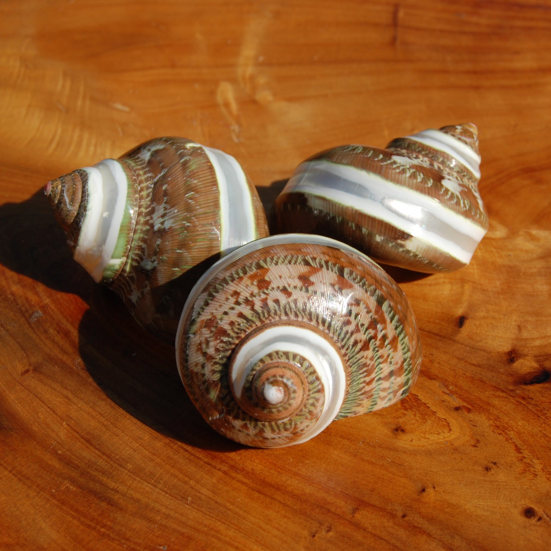 Banded Tapestry Turbo Shell 2-2.5in Mother of Pearl Shell