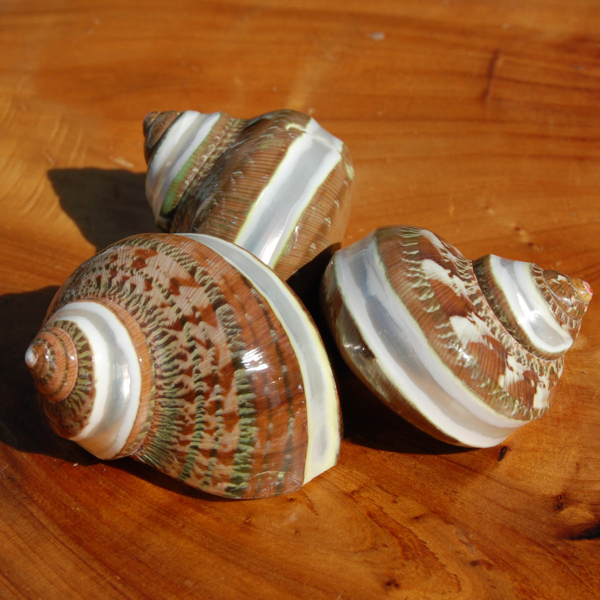 Banded Tapestry Turbo Shell 2-2.5in Mother of Pearl Shell