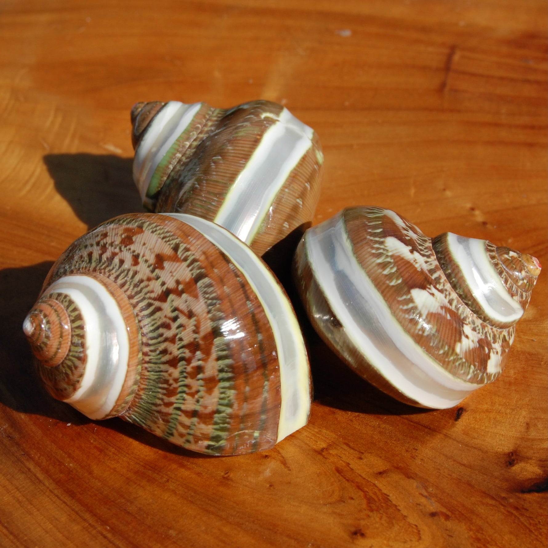 Banded Tapestry Turbo Shell 2-2.5in Mother of Pearl Shell