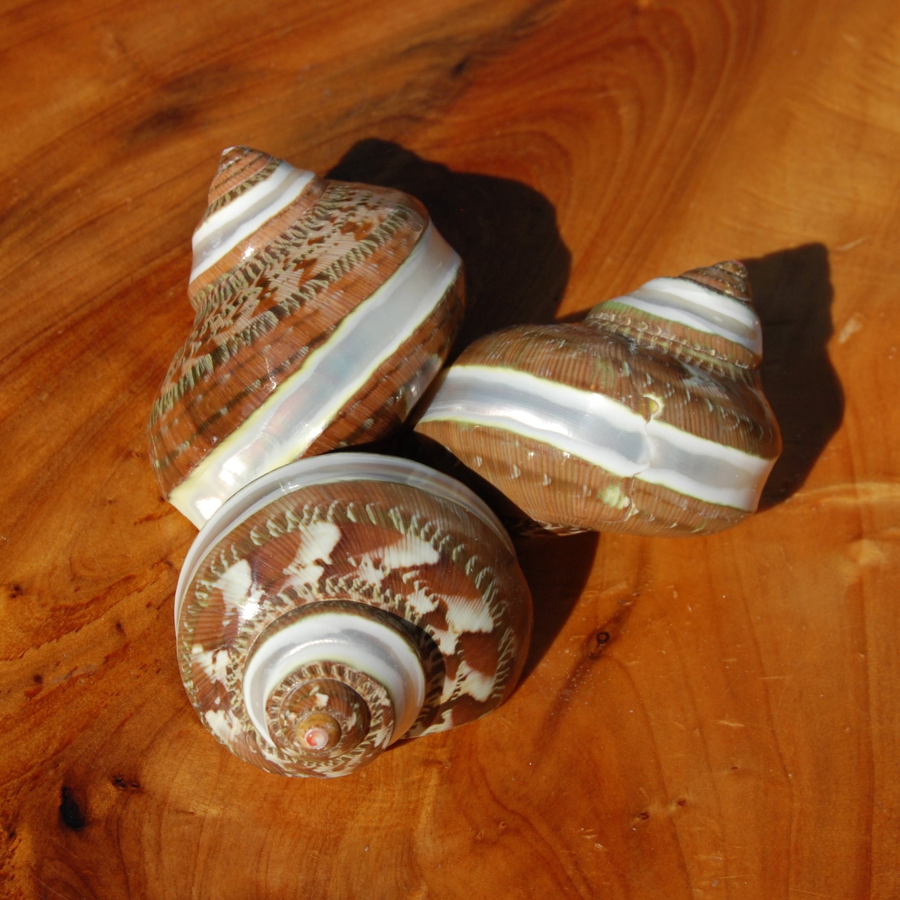 Banded Tapestry Turbo Shell 2-2.5in Mother of Pearl Shell