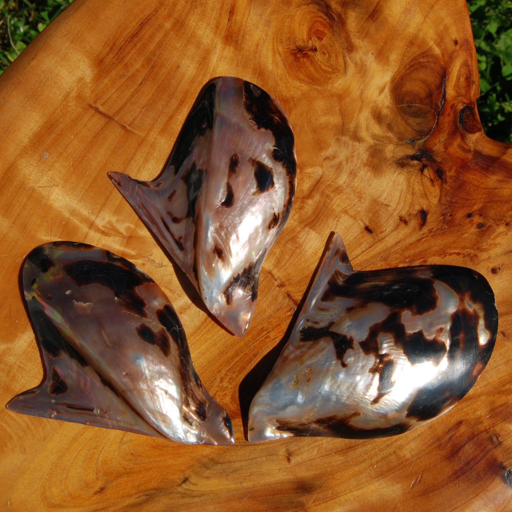 Polished Brown Lip Oyster Shell 4-5 inch Mother of Pearl Decor