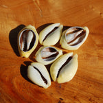 Cut Money Cowrie Shells, Cypraea moneta Cowries, Obi Throwing