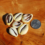Cut Money Cowrie Shells, Cypraea moneta Cowries, Obi Throwing