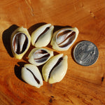 Cut Money Cowrie Shells, Cypraea moneta Cowries, Obi Throwing