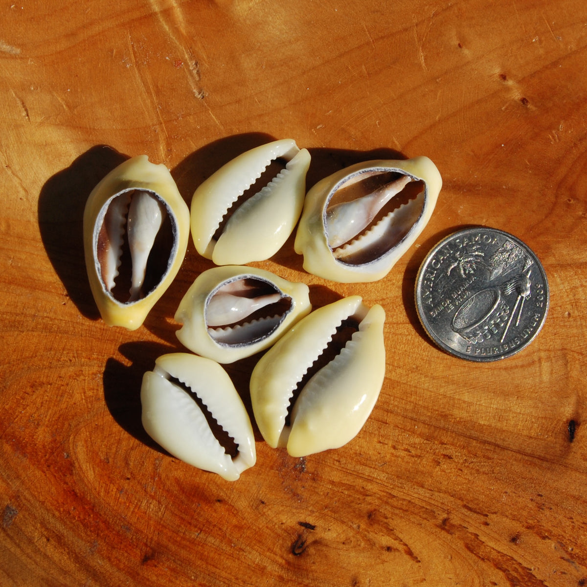 Cut Money Cowrie Shells, Cypraea moneta Cowries, Obi Throwing