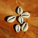 Cut Money Cowrie Shells, Cypraea moneta Cowries, Obi Throwing