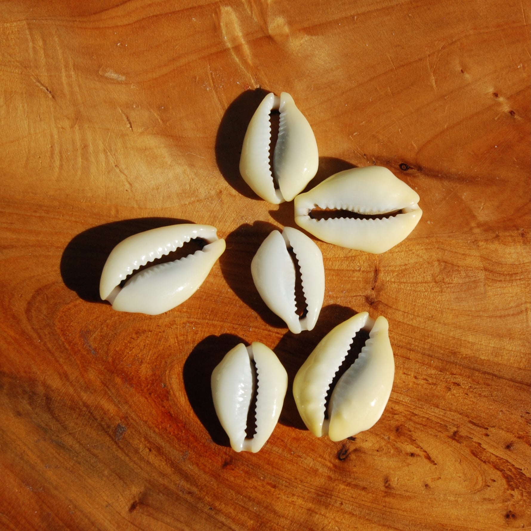 Cut Money Cowrie Shells, Cypraea moneta Cowries, Obi Throwing