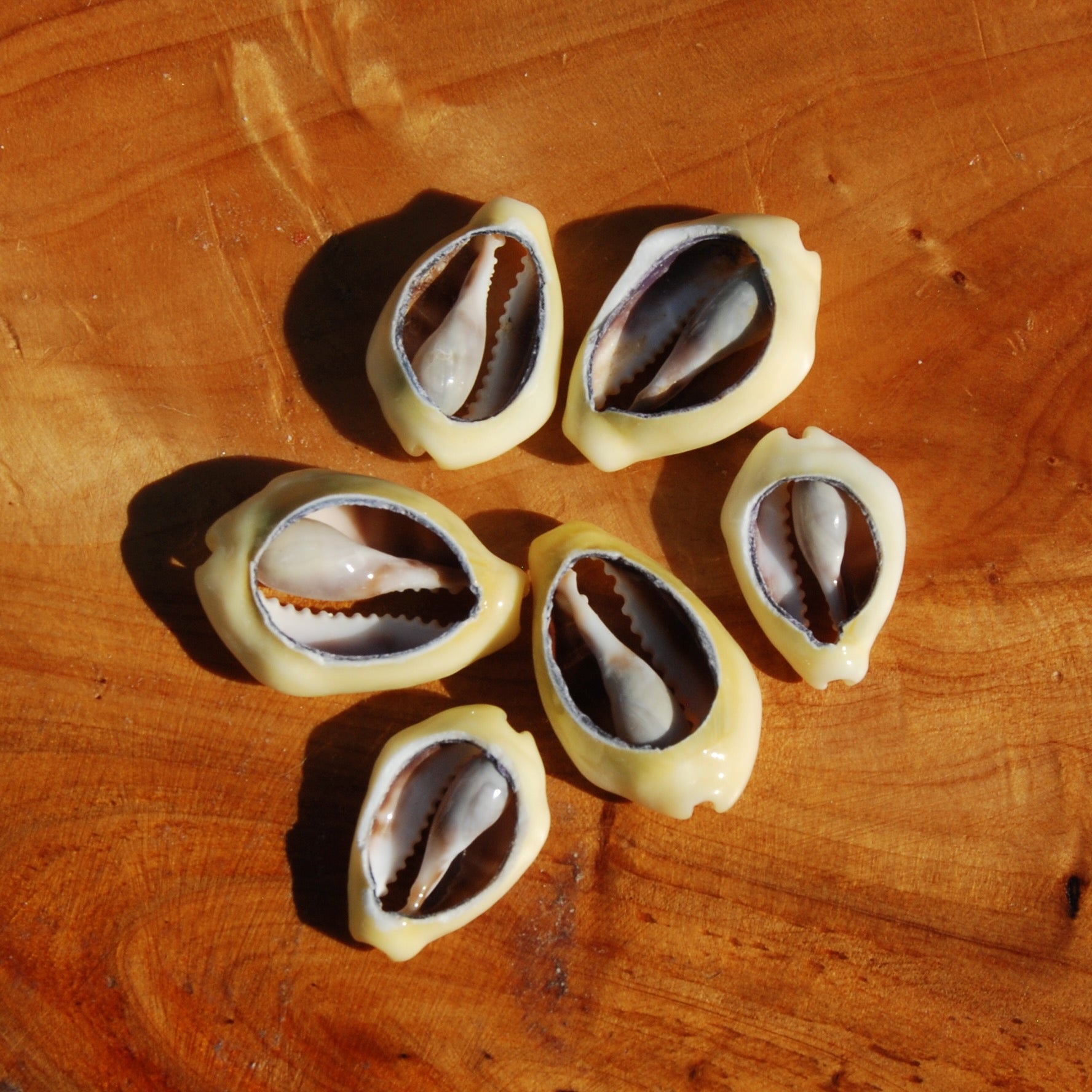 Cut Money Cowrie Shells, Cypraea moneta Cowries, Obi Throwing