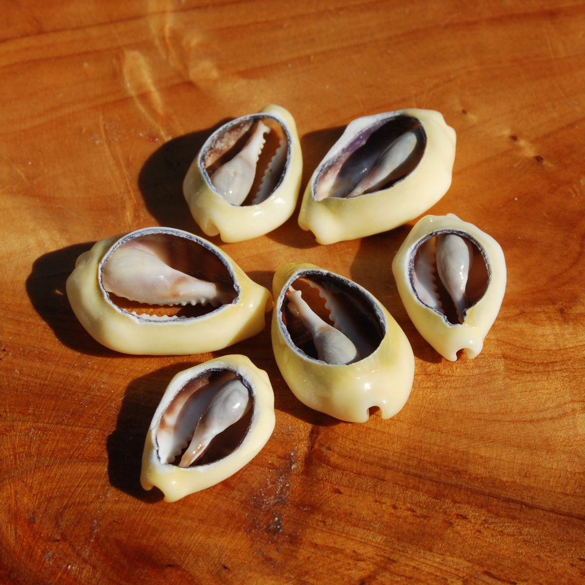 Cut Money Cowrie Shells, Cypraea moneta Cowries, Obi Throwing